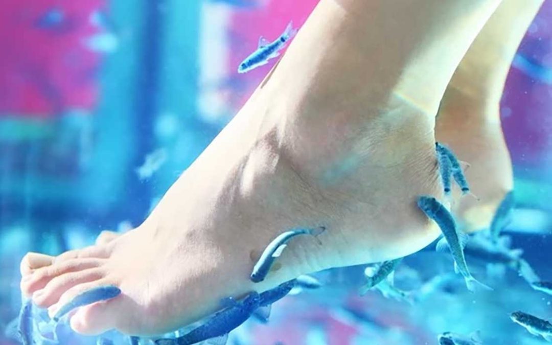 Beneficios de la ictioterapia o terapia con peces